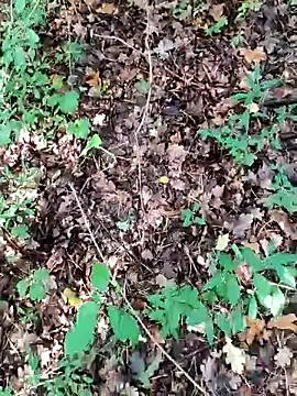 Snapshot of BigLakii@xh chatting on October 8, 7:02 am BigLakiixh online show from October 8, 7:02 am