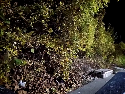 sloppytopkins online show from November 6, 8:17 am