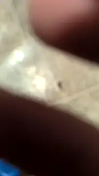 DecimalPoint222InchCock online show from November 10, 11:20 pm