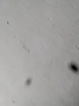 Mollysdick online show from April 17, 11:24 am