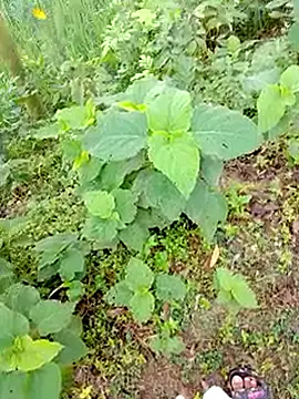 Snapshot of bigdaddyboy46 chatting on September 9, 1:27 am bigdaddyboy46 online show from September 9, 1:27 am