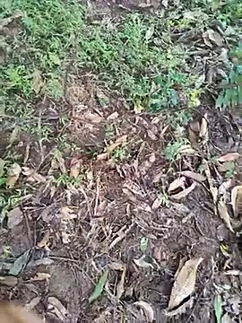 telugumodda4396 online show from October 14, 7:48 am