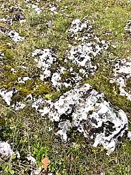 Sert erkek21 ysm online show from March 30, 1:12 pm