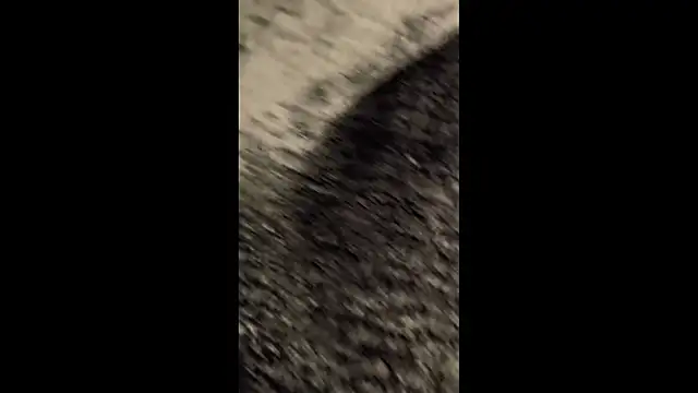 thewarmbear online show from November 3, 3:03 pm