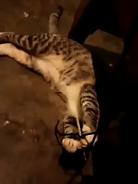 Adrian sxp online show from November 18, 4:38 am