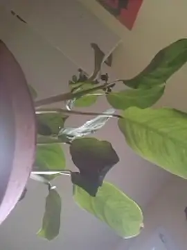 NickoHetero online show from January 17, 2:42 pm