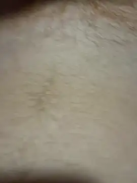 TheChavyGinge online show from March 18, 2:47 am