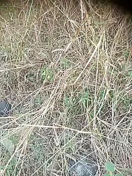 Ambala1 online show from April 12, 6:37 am