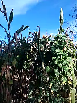 sarpe4 online show from September 28, 6:22 am