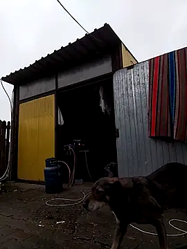 sarpe4 online show from November 9, 9:02 am