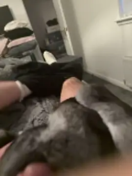 Furdale online show from November 3, 4:42 pm