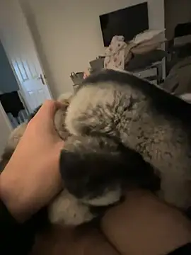 Furdale online show from January 24, 2:41 pm