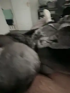 Furdale online show from September 22, 4:17 pm